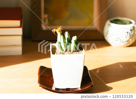 觀賞植物來裝飾您的空間 120533120