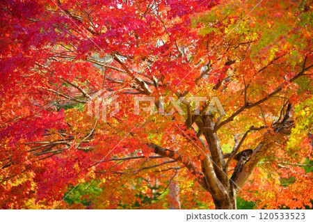 The elegant world of autumn leaves in Kyoto 12 120533523