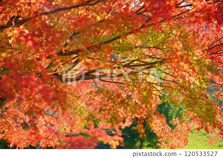 京都/錦州大樹 12 120533527