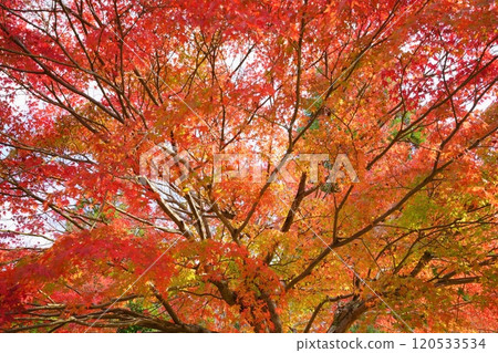 Kyoto, Autumn Trees 6 Kyoto, Autumn Trees 6 120533534
