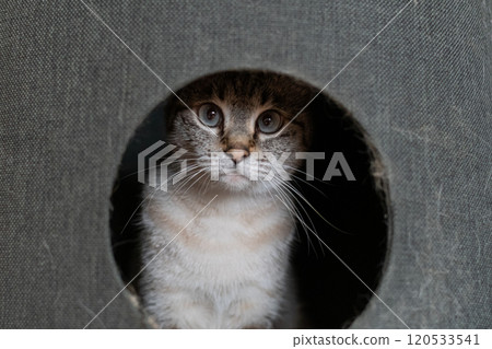 Cat in a cat tower: Siamese tabby cat 120533541