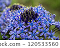 Scilla peruviana (Portuguese Squill), a vibrant Mediterranean perennial. Its stunning blooms bring elegance to gardens, ideal for landscaping, floral decor, and nature photography. 120533560
