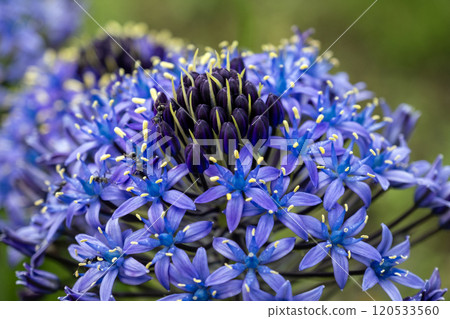 Scilla peruviana (Portuguese Squill), a vibrant Mediterranean perennial. Its stunning blooms bring elegance to gardens, ideal for landscaping, floral decor, and nature photography. 120533560