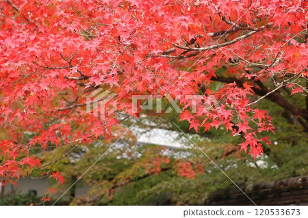 Autumn leaf viewing, Autumn leaves, Autumn leaf viewing spots, Red seal, Autumn, Four seasons, Inbound, Kyoto, Higashiyama Ward, Kyoto City 120533673