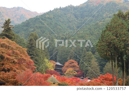 高源寺,兵庫縣丹波市,丹波栗子,秋葉,紅葉景點,寺廟 高源寺,兵庫縣丹波市,丹波栗子,秋葉,紅葉景點,寺廟 120533757