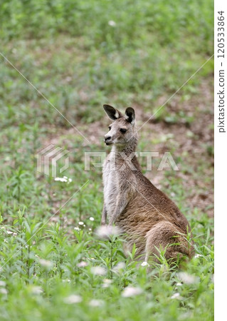 Eastern grey kangaroo sitting in the grass Eastern grey kangaroo sitting in the grass 120533864