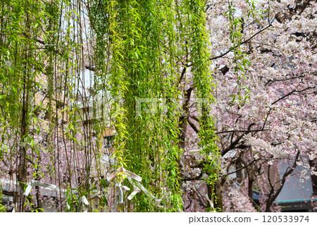 Kyoto Shiunzan Chohoji Temple Rokkakudo Hexagonal willow and beautiful weeping cherry blossoms (Nakagyo Ward, Kyoto City) Kyoto Shiunzan Chohoji Temple Rokkakudo Hexagonal willow and beautiful weeping cherry blossoms (Nakagyo Ward, Kyoto City) 120533974
