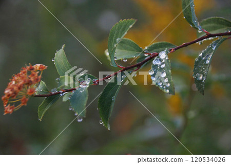 Raindrops fall all the way to the tips of the branches, and the branches sway under the weight of the crimson flowers and the raindrops. 120534026