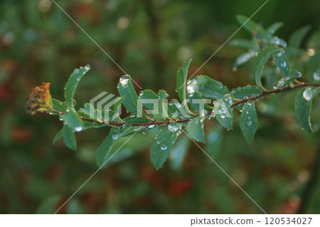 雨滴一直停留在花尖,綠葉綠枝似乎能承受重量。 雨滴一直停留在花尖,綠葉綠枝似乎能承受重量。 120534027