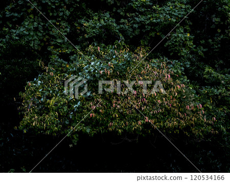 The beginning of autumn and the leaves begin to change color The beginning of autumn and the leaves begin to change color 120534166