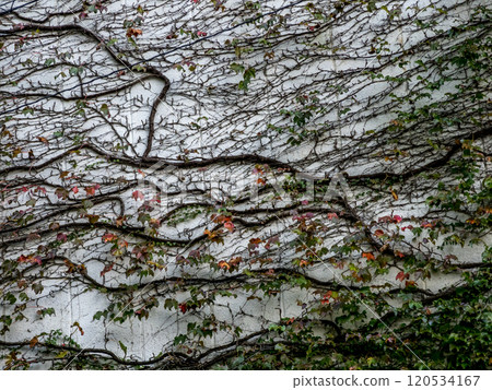 被毀的常春藤圖案 120534167