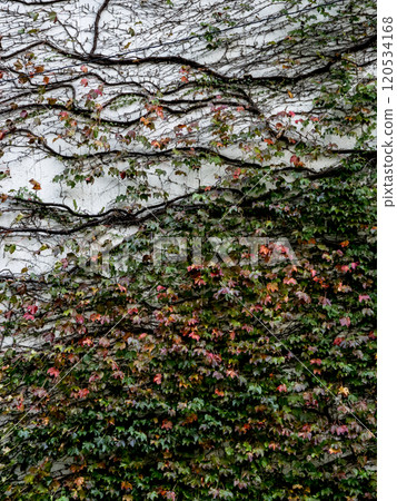 常春藤爬過廢墟 120534168