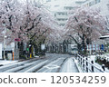 [Tama City, Tokyo] Cherry blossom trees and snow falling in spring (Seiseki Sakuragaoka) 120534259