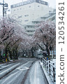 [Tama City, Tokyo] Cherry blossom trees and snow falling in spring (Seiseki Sakuragaoka) 120534261