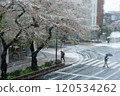 [Tama City, Tokyo] Cherry blossoms and snow falling in spring (Seiseki Sakuragaoka) 120534262
