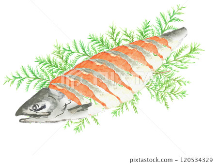 鮮切鮭魚在 Hiba 白色背景上供應 透明背景 120534329