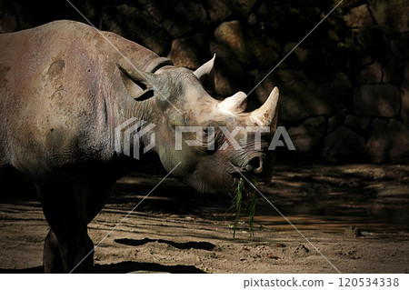 Profile of a black rhino eating grass 120534338