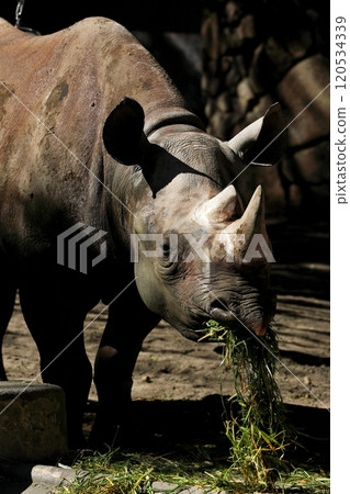 Black rhino eating grass 120534339