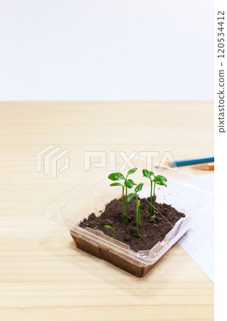 圖畫日記/觀察日記/雙葉/發芽/植物觀察/獨立研究/暑假作業【影印空間/木紋/自然】 120534412