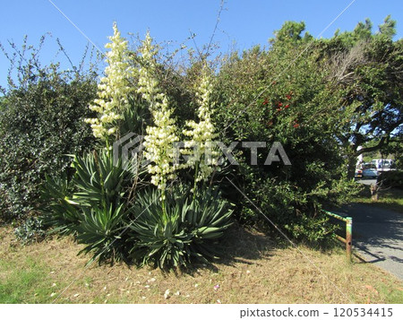 The large cream-colored flowers are of Kimigayoran 120534415