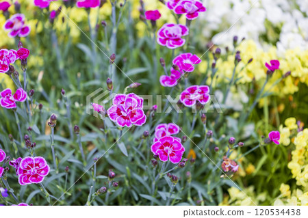 Asteraceae flower field Asteraceae flower field 120534438