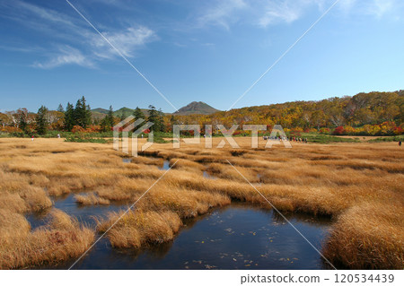 Autumn leaves of Niseko 120534439