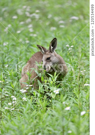 A grey kangaroo eating weeds in the grass 120534499