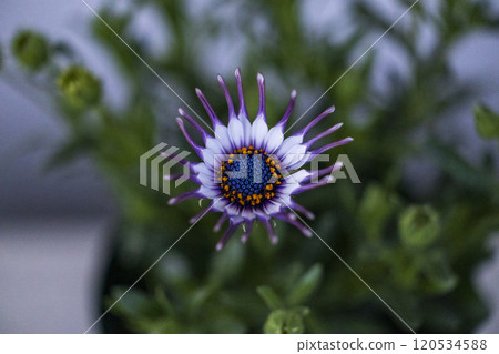 骨草桑尼‧菲利普 骨草桑尼‧菲利普 120534588