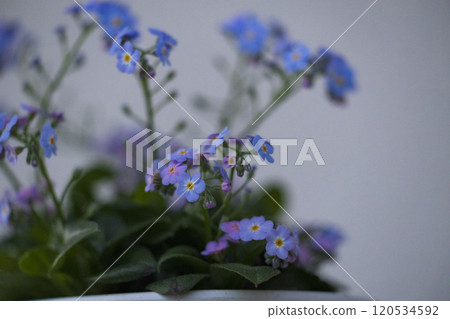 藍色的花，勿忘我，勿忘我 120534592