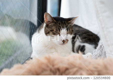 Cat relaxing by the window Kijitora Shiro Cat relaxing by the window Kijitora Shiro 120534600