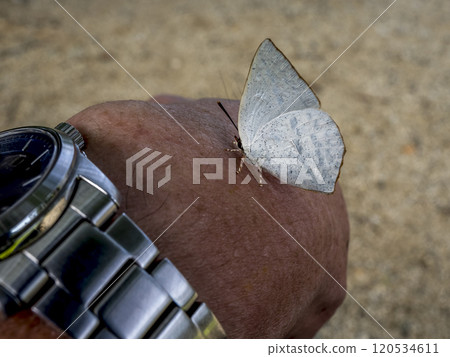 一隻蝴蝶騎 120534611