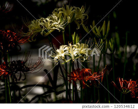 白色簇狀孤挺花 120534612