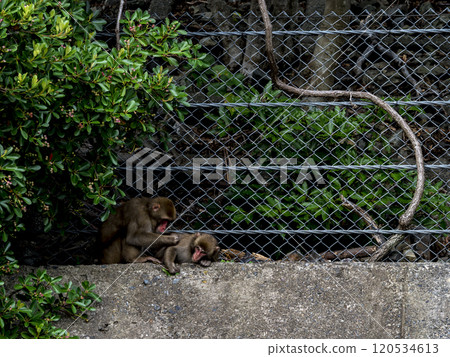 Monkey resting under a fence 120534613