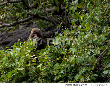 野生猴子吃植物 120534614