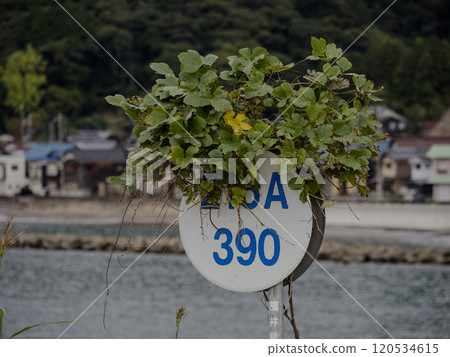 生長在標誌上 120534615