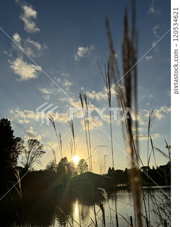 Japanese silver grass swaying in the autumn sky at dusk Japanese silver grass swaying in the autumn sky at dusk 120534621