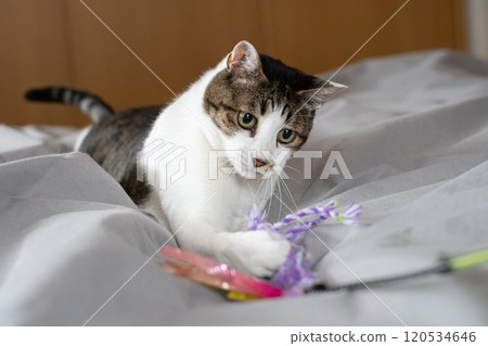Cat playing with a toy, brown tabby cat Cat playing with a toy, brown tabby cat 120534646