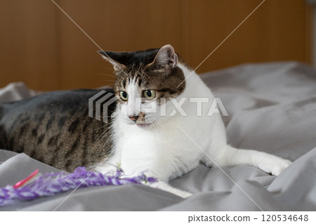 Cat playing with a toy, brown tabby cat Cat playing with a toy, brown tabby cat 120534648