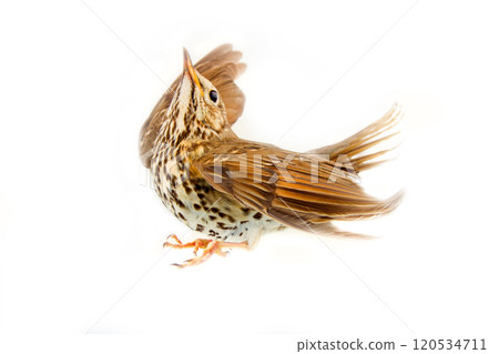 mavis, Turdus philomelos. Isolated on white mavis, Turdus philomelos. Isolated on white 120534711