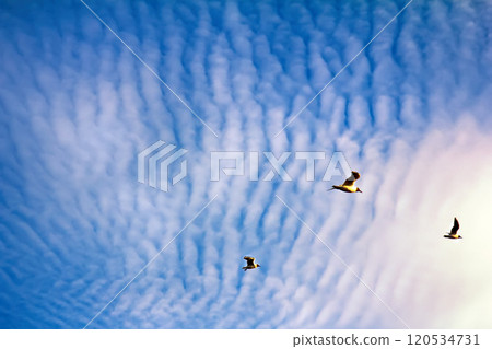 soaring birds while enjoying stunning altocumulus clouds soaring birds while enjoying stunning altocumulus clouds 120534731