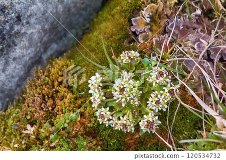 Scurvy grass (Cochlearia groenlandica) Scurvy grass (Cochlearia groenlandica) 120534732