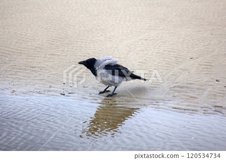 Hooded crow on seaside 120534734