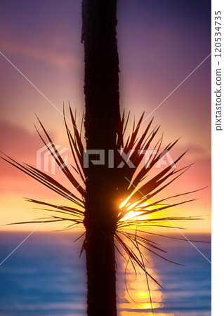 Warm sea, tropical sunset and carved palm leaves. 120534735