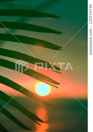 Sunset through leaves of palm trees on Indian ocean Sunset through leaves of palm trees on Indian ocean 120534736