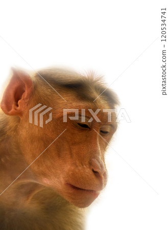 Entertaining portraits of Indian monkey Entertaining portraits of Indian monkey 120534741