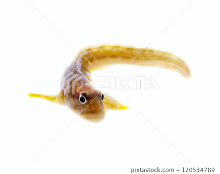 very attractive animal in different poses 120534789