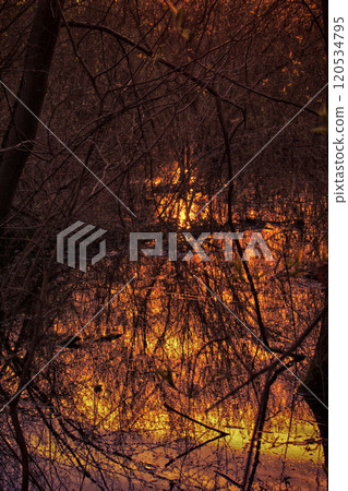 Thicket of forest and the fog is illuminated by sun, bright sunset Thicket of forest and the fog is illuminated by sun, bright sunset 120534795