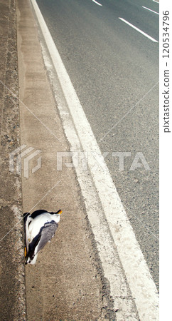 Seagull hit by car and lies on edge of highway. 120534796