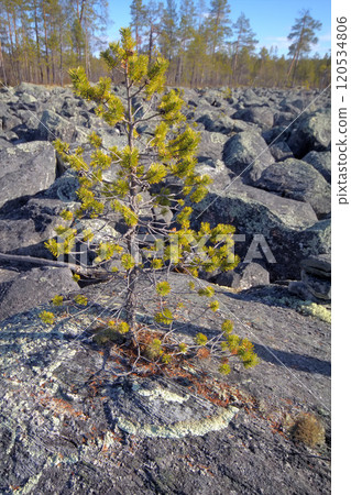 Glacial moraine of huge pieces of granite. 120534806