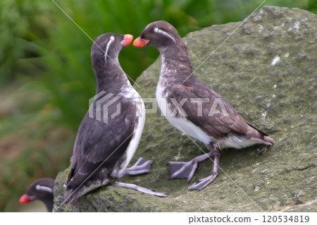 Parakeet Auklet: billing. 120534819